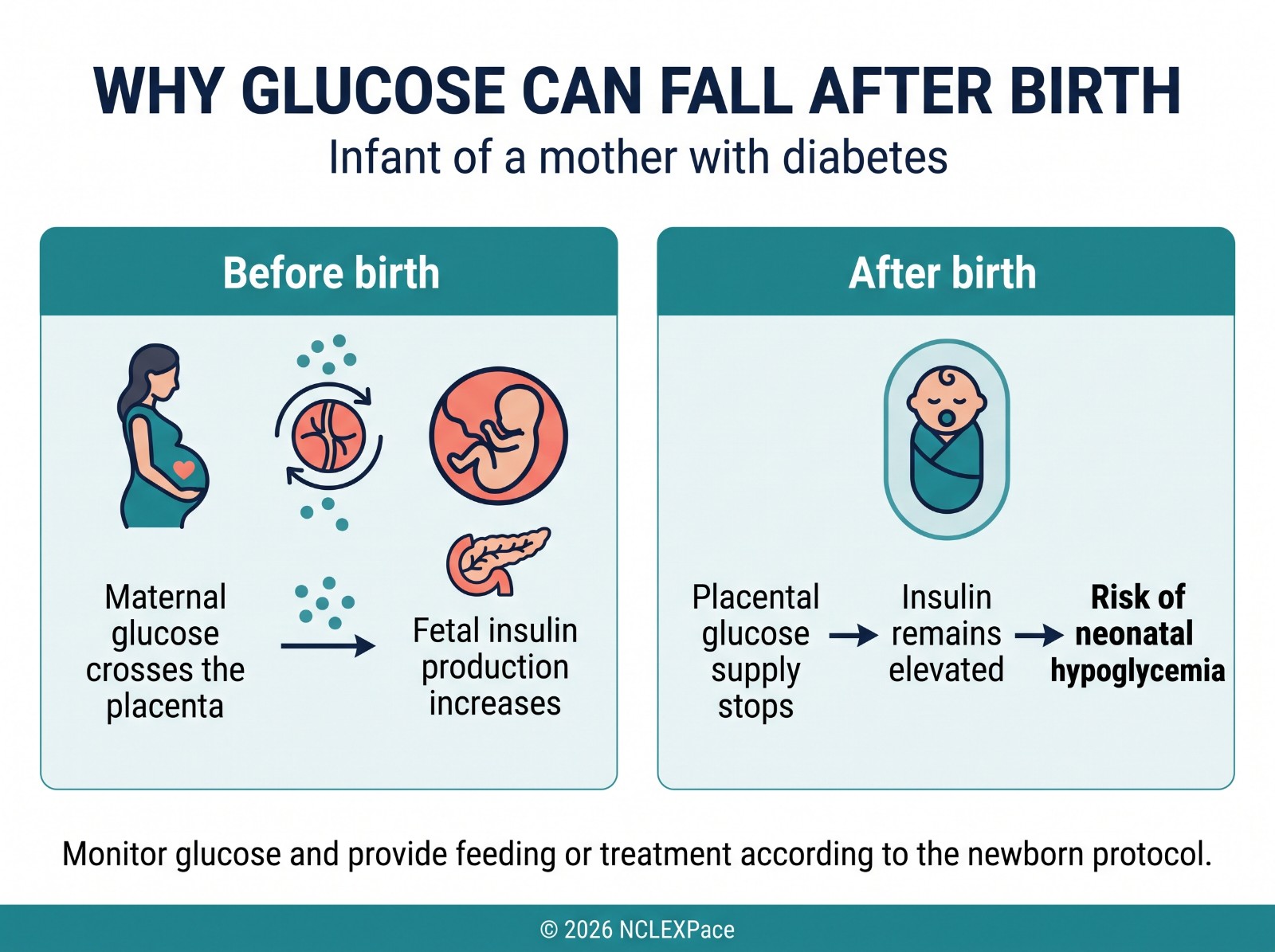 Why glucose can fall after birth in the infant of a mother with diabetes: maternal glucose crossed the placenta and raised fetal insulin; after birth the glucose supply stops while insulin stays high
