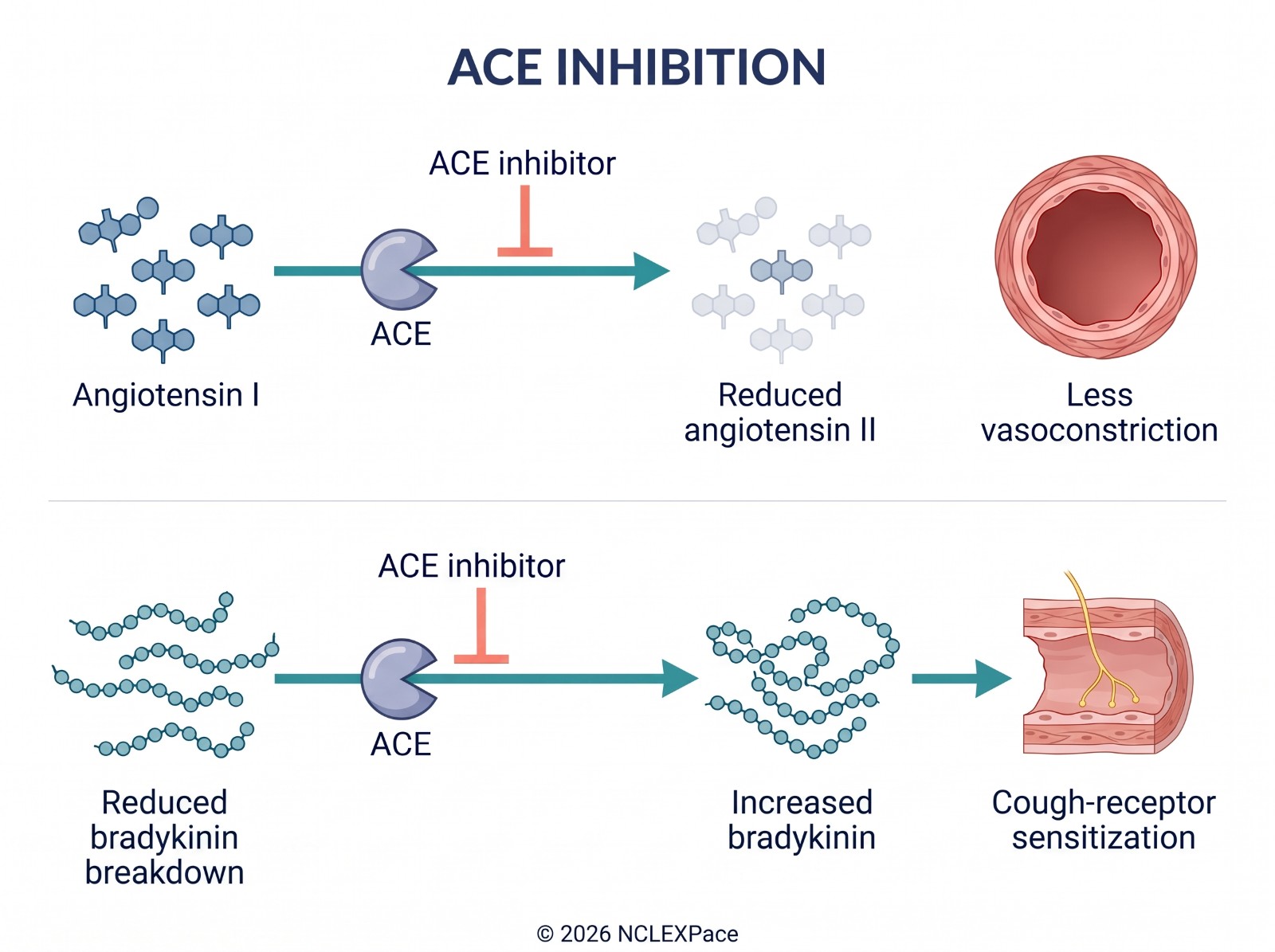 ACE inhibitor mechanism: blocking ACE lowers angiotensin II so vessels relax, while bradykinin builds up and causes the dry cough