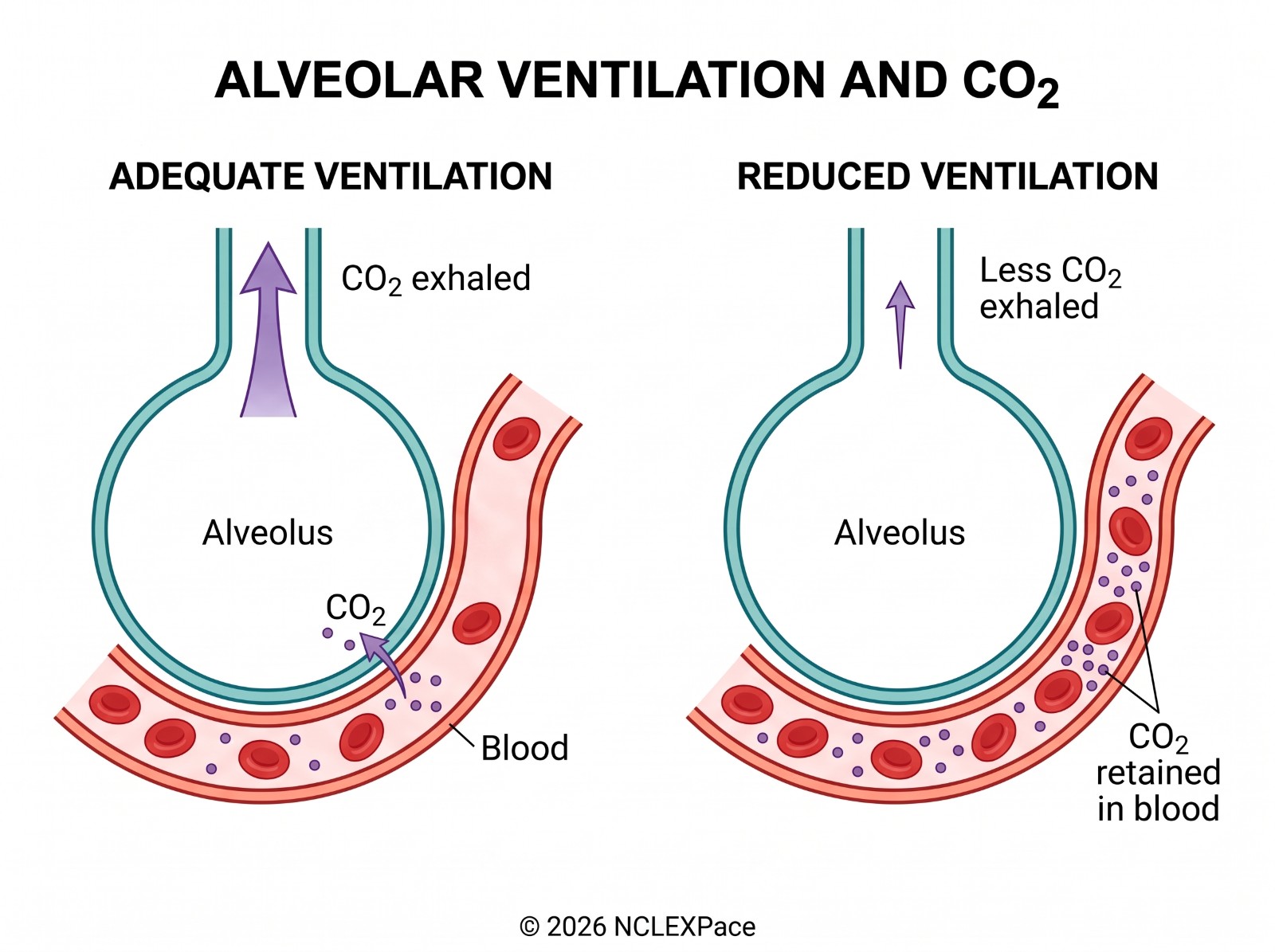 Adequate alveolar ventilation clears carbon dioxide from the blood; reduced ventilation leaves carbon dioxide retained in the blood