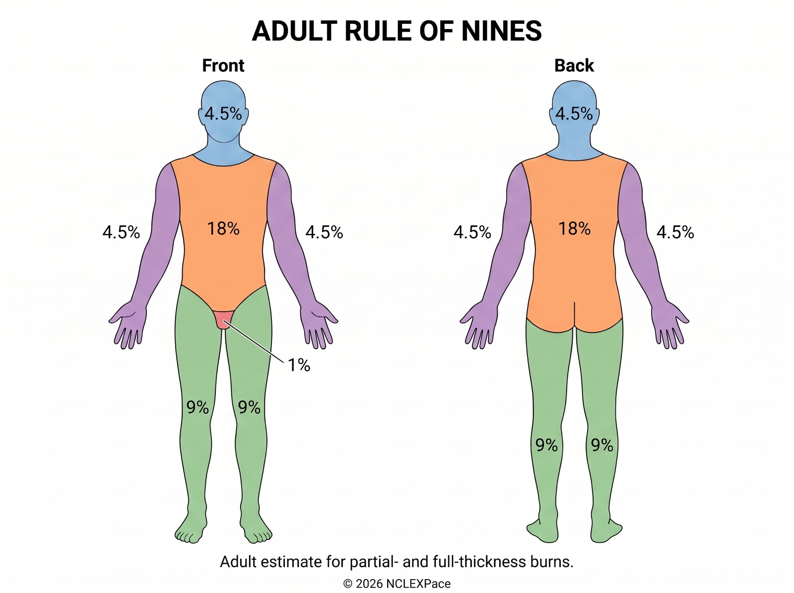 Adult Rule of Nines, front and back: head 4.5 percent each side, trunk 18 percent each side, each arm 4.5 percent each side, each leg 9 percent each side, perineum 1 percent