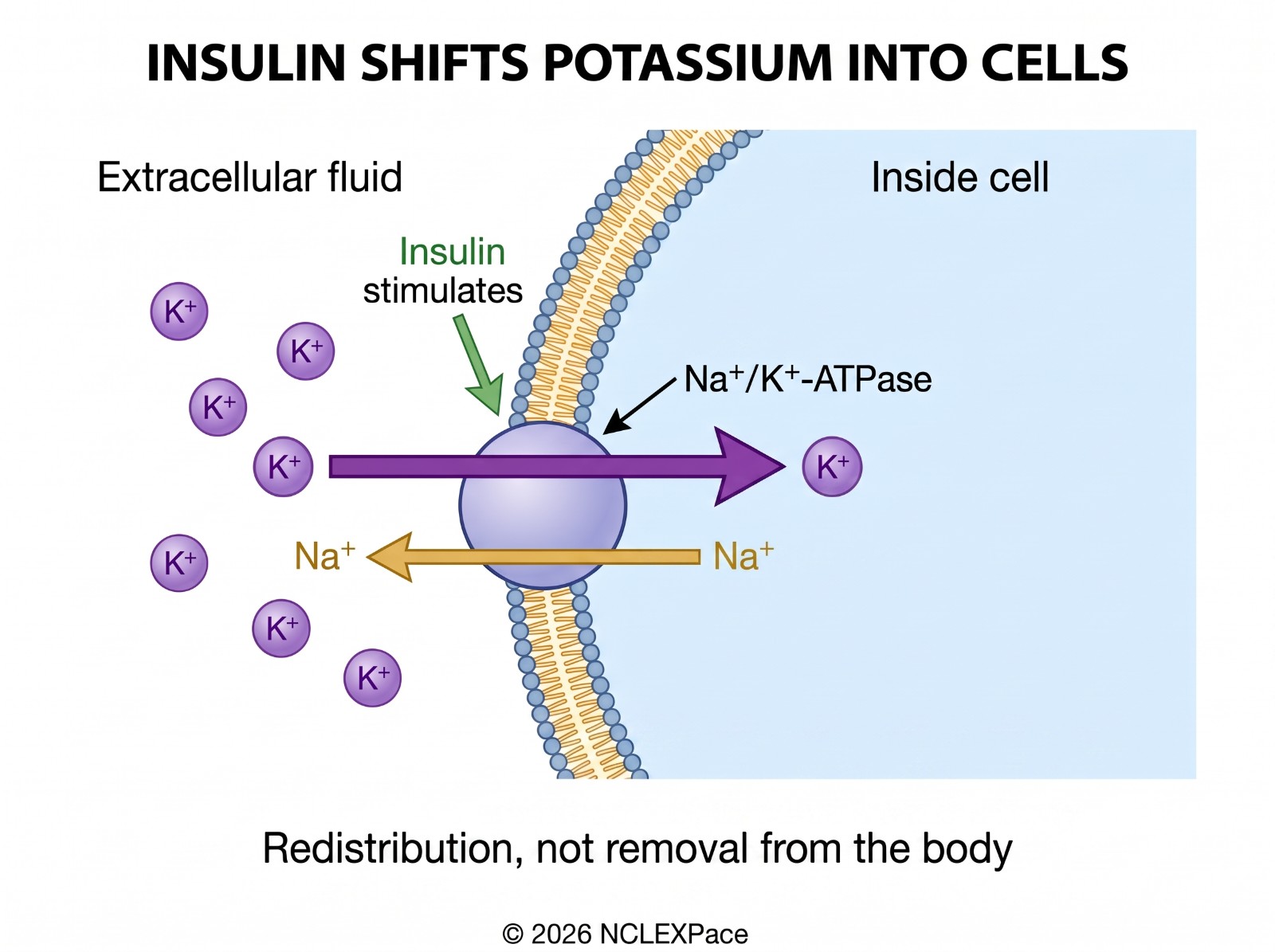 Insulin stimulates the sodium-potassium pump and shifts potassium from the extracellular fluid into the cell