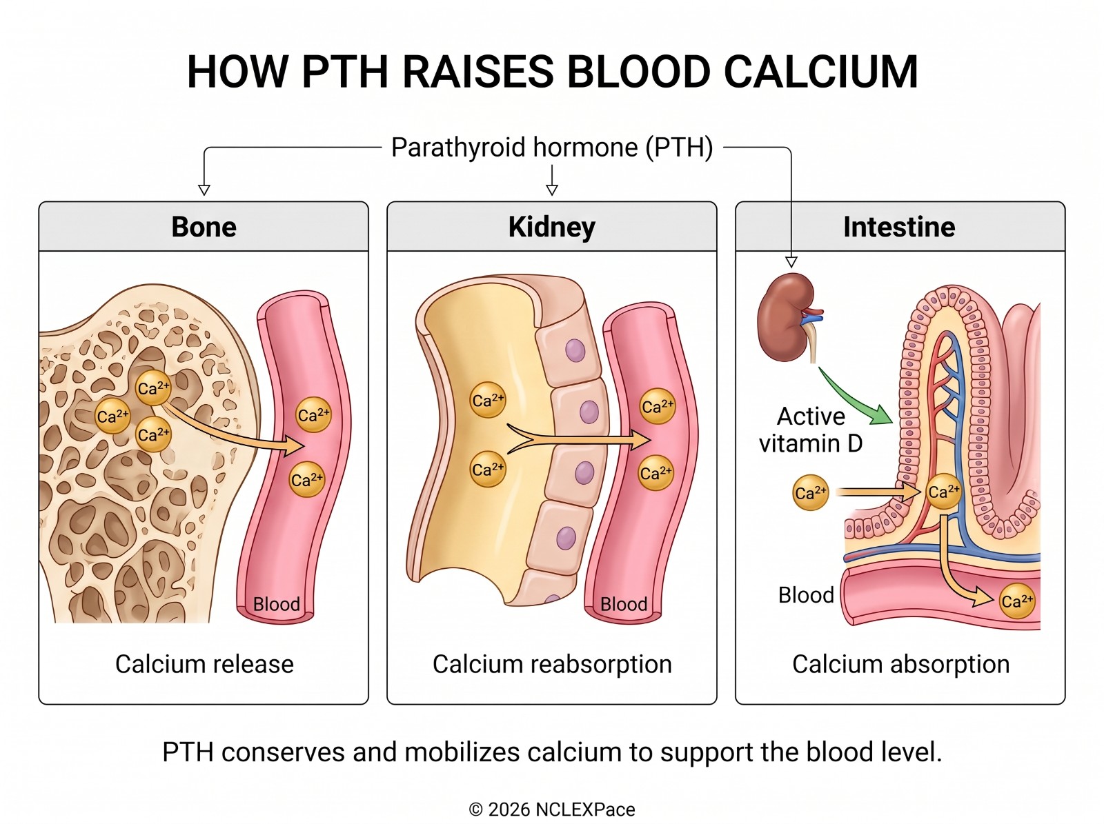 How parathyroid hormone raises blood calcium: release from bone, reabsorption in the kidney and absorption in the intestine through active vitamin D
