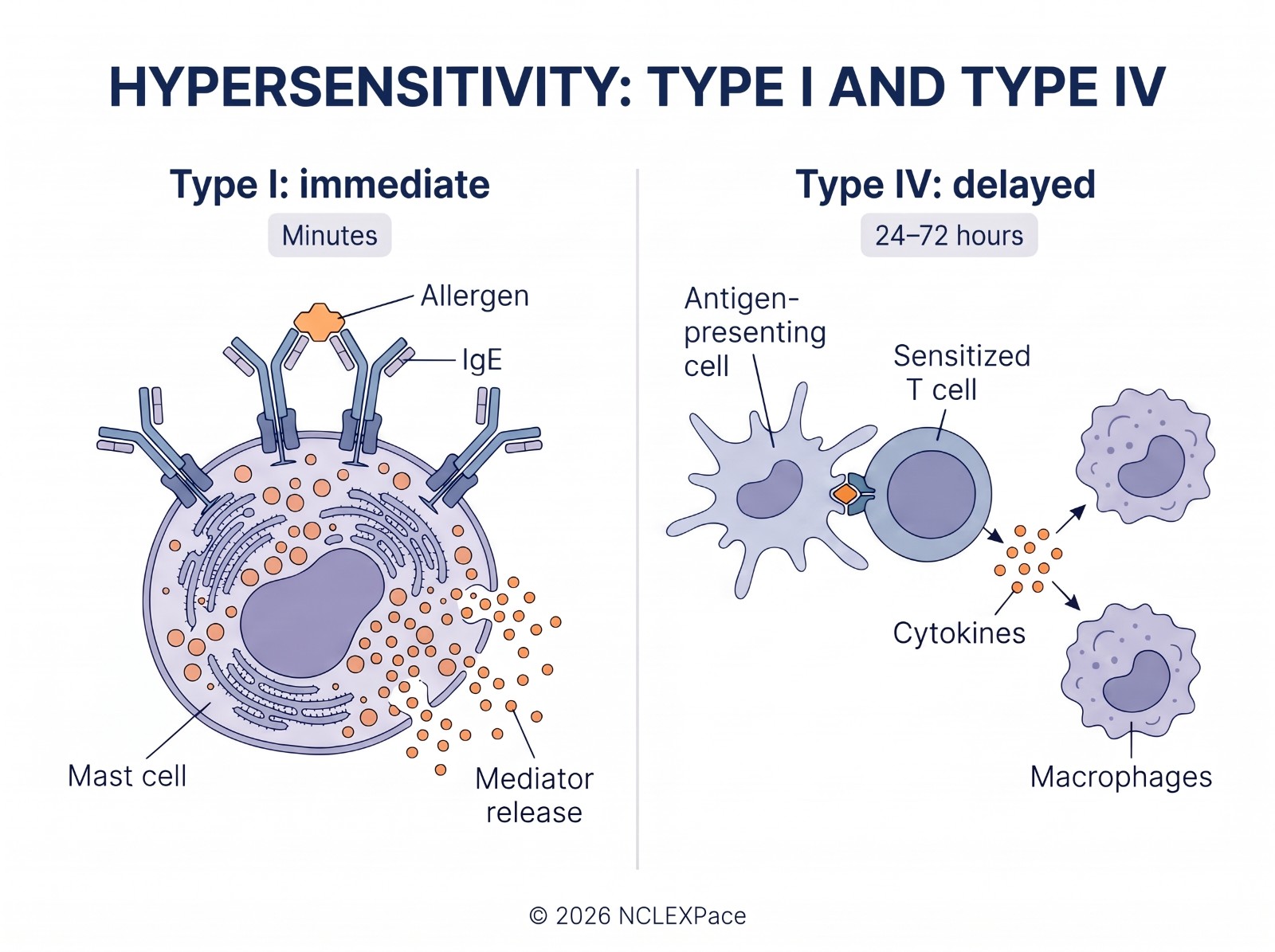Type I immediate hypersensitivity with IgE on mast cells releasing mediators within minutes, compared with type IV delayed hypersensitivity through sensitized T cells over 24 to 72 hours