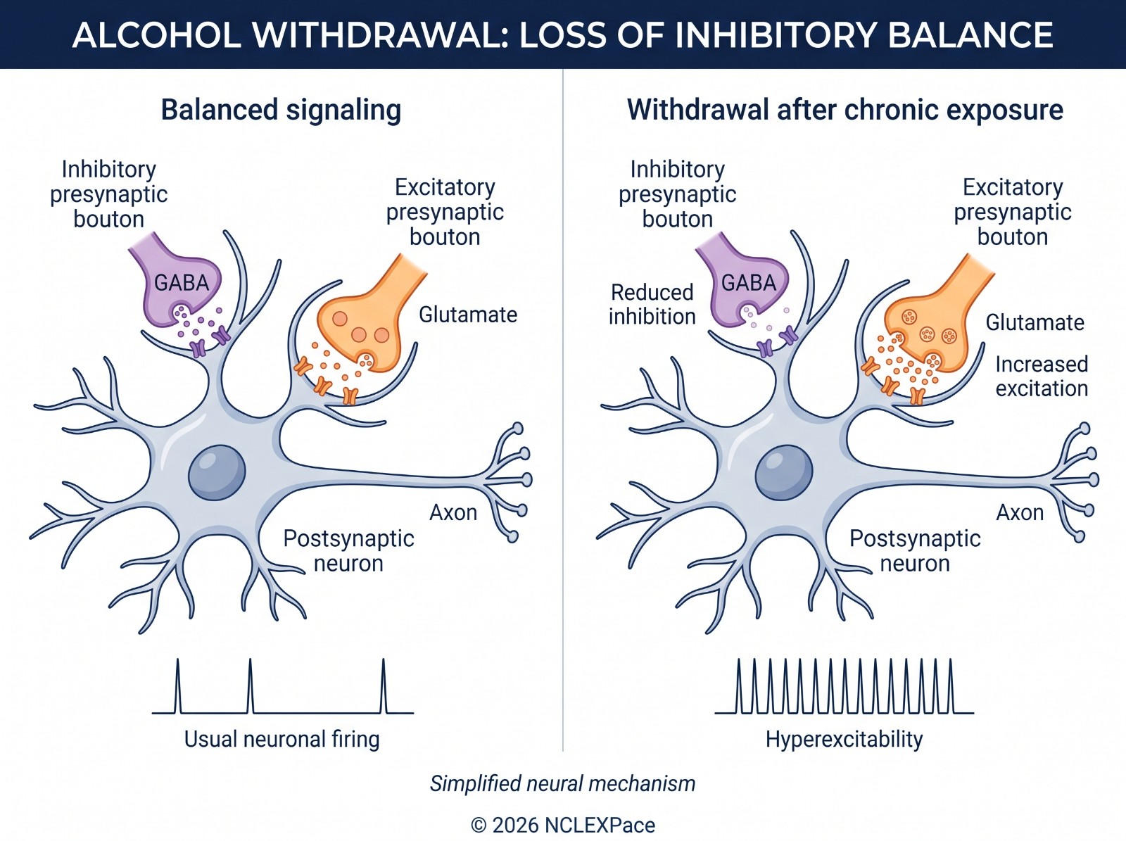 Alcohol withdrawal and the loss of inhibitory balance: with chronic alcohol the brain adapts to more GABA inhibition and less glutamate excitation; when alcohol stops, excitation dominates and the neurons fire excessively